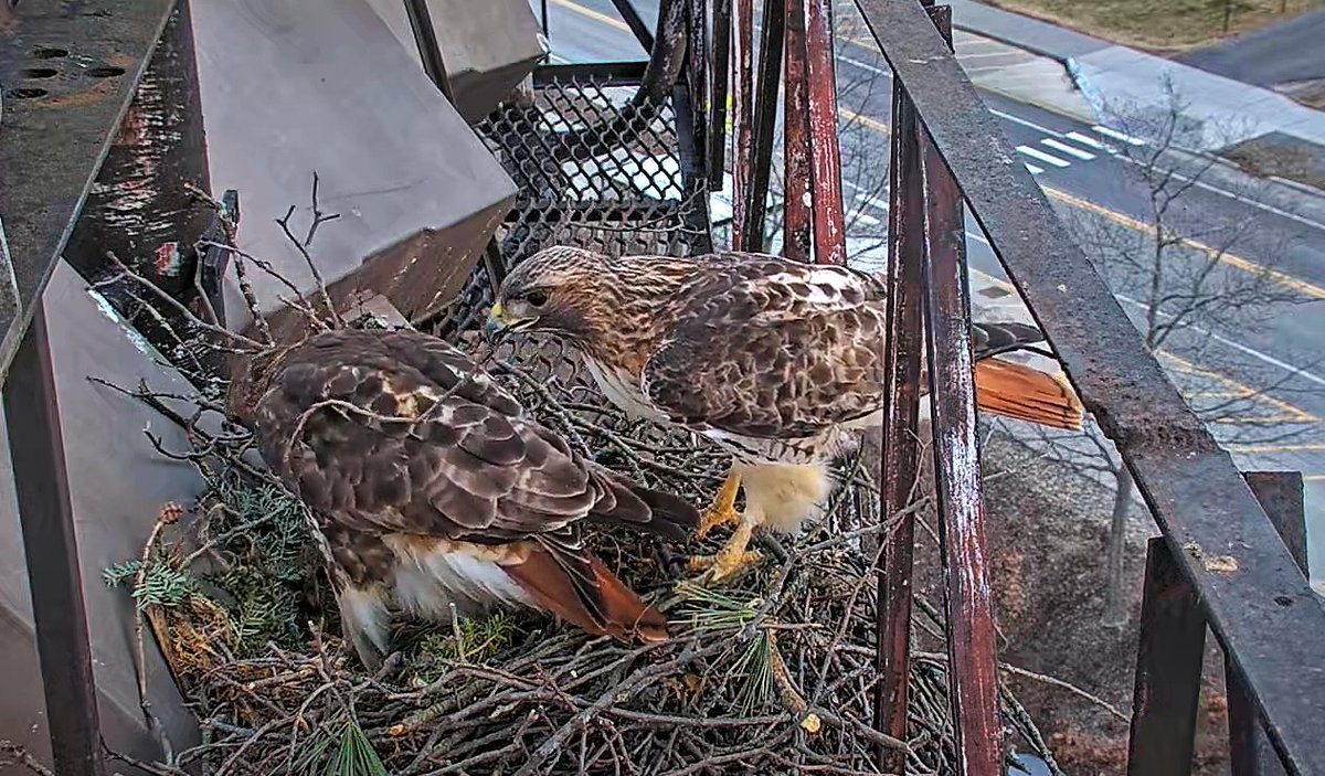 CornellHawks tweet media
