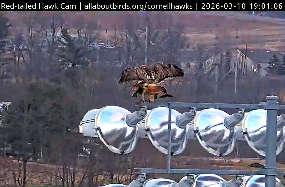 CornellHawks tweet media