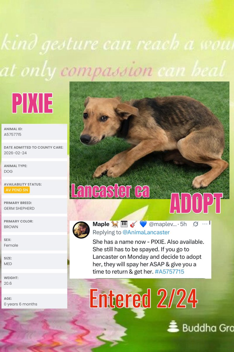 Sorry to keep bugging about this beautiful and terrified soul. We have a group that can get her out but we need to find someone who wants to change a life. This girl will have a great life with someone, are you that someone??
<a href="/mapleveewesem/">Maple 🐕 🎹 🎸 💙</a> <a href="/HBGRR/">Homeward Bound GRR</a> <a href="/SabaMekaZeus/">Labigator Mom</a> <a href="/LoneStarChica/">Leisha</a>