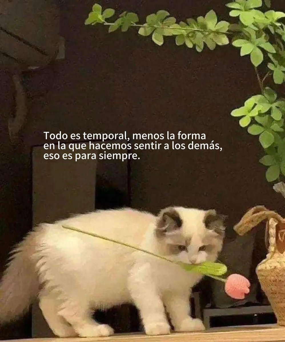 Dilo con gatitoz (@dilocongatitoz) on Twitter photo 