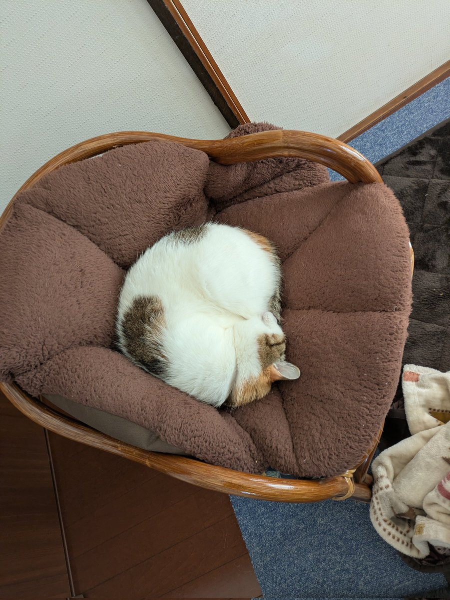 れんちー (@_gsotg_bolt_s) on Twitter photo 