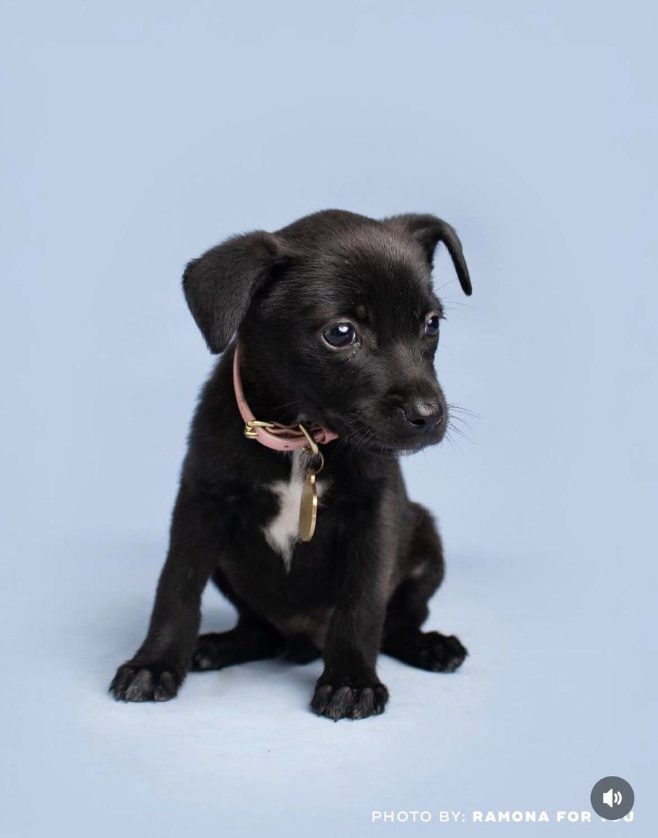 Estas cachorritas están en adopción en Gt ciudad. Tienen aprox 3 meses. Se estima que van a ser talla mediana, pero no se sabe porque ellas y sus hermanas fueron abandonadas. Si están interesados pueden escribirme. Yo las conocí. Están hermosas. Se busca hogares responsables.