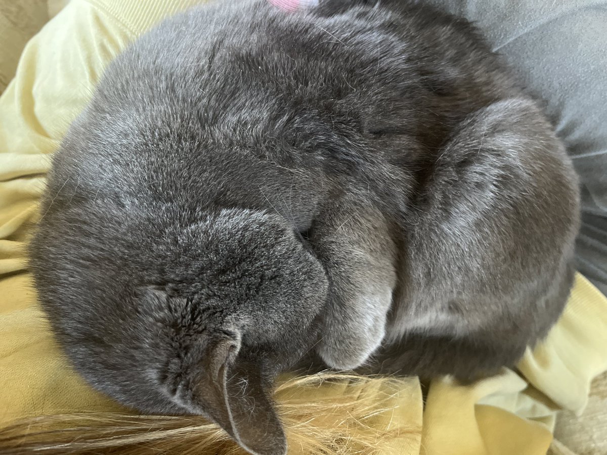 TΔGU-Kami tweet media