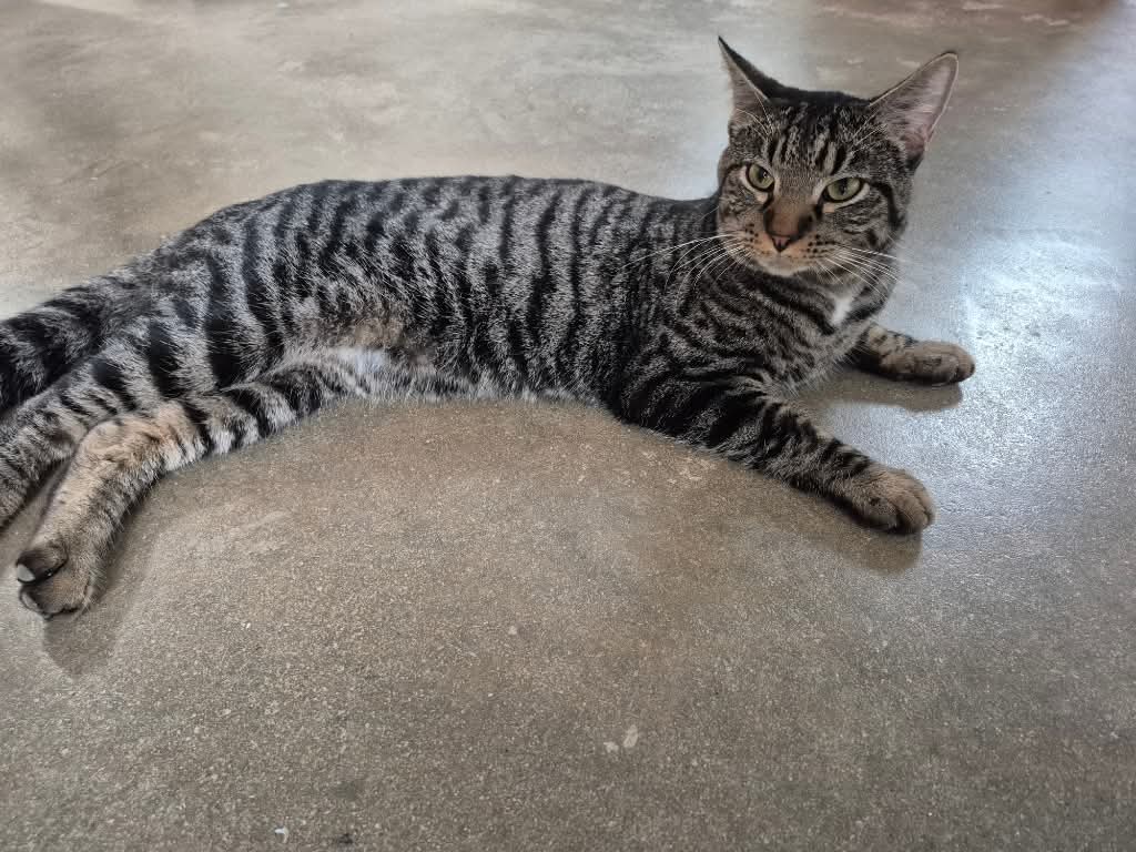 This L-O-N-G boy is Oz! He is part of the "Wicked" litter. His two siblings are adoption pending, so come check out this almost one-year-old tabby and get under his spell!