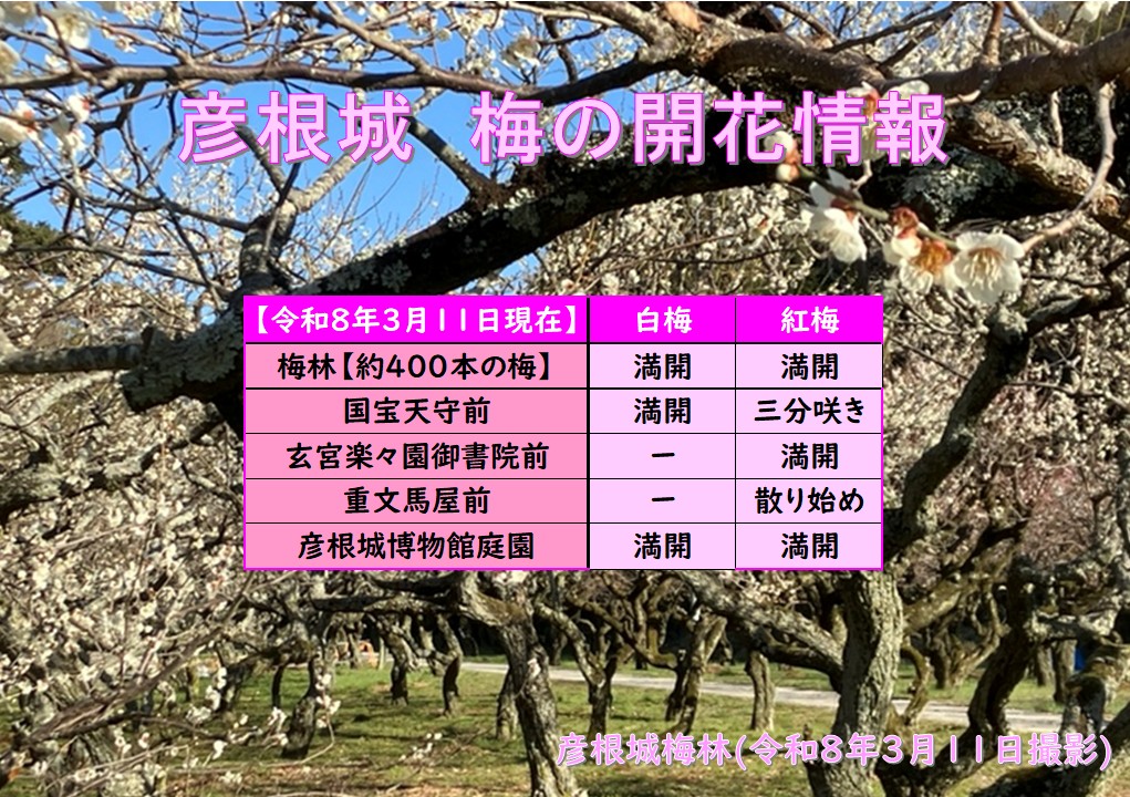 hikone_castle's tweet photo. 3月11日㊌の彦根城🏯
絶好のお城巡り日和に恵まれました☀️
そして、江戸時代には米蔵があった場所で今は400本の梅の木がある彦根城梅林も昨年より半月も早く満開宣言です🌸😍 https://t.co/VAvFD4XOw1