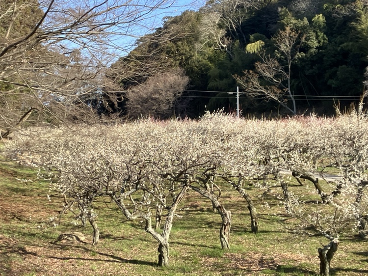 hikone_castle's tweet photo. 3月11日㊌の彦根城🏯
絶好のお城巡り日和に恵まれました☀️
そして、江戸時代には米蔵があった場所で今は400本の梅の木がある彦根城梅林も昨年より半月も早く満開宣言です🌸😍 https://t.co/VAvFD4XOw1