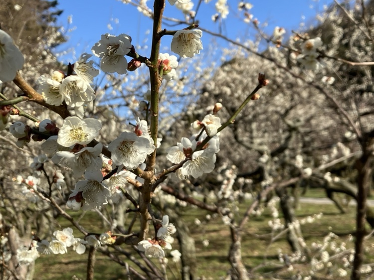 hikone_castle's tweet photo. 3月11日㊌の彦根城🏯
絶好のお城巡り日和に恵まれました☀️
そして、江戸時代には米蔵があった場所で今は400本の梅の木がある彦根城梅林も昨年より半月も早く満開宣言です🌸😍 https://t.co/VAvFD4XOw1