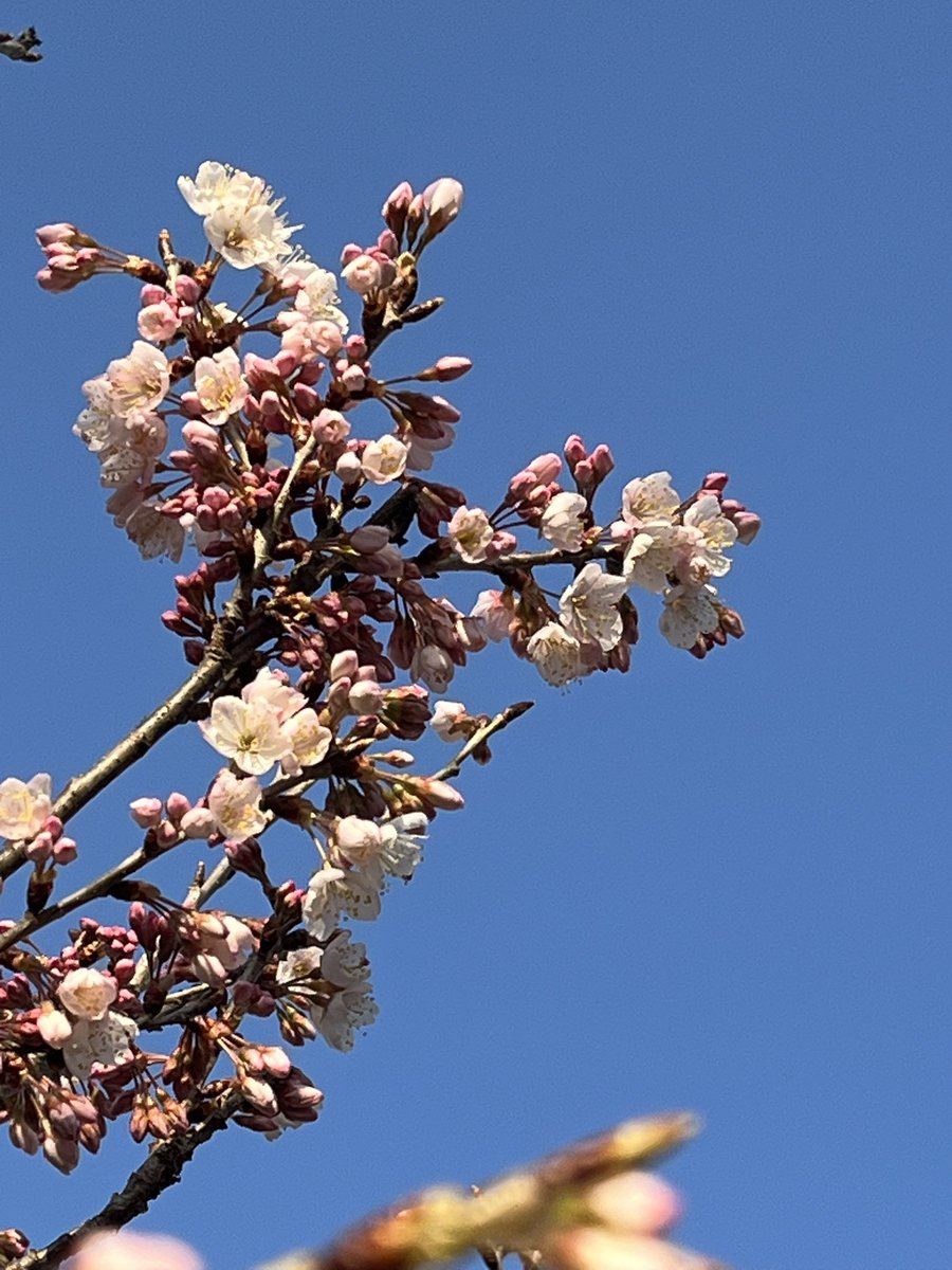 sewingsugi's tweet photo. さくらんぼ🍒の花が先週末咲き始めた。が、寒の戻りで未だ5〜7分咲き。いつもより長〜く楽しめるからラッキー！笑
今週末〜来週には満開になるかな？

雪の散らつく所もあるそうですが、体調に気を付けて今日も元気良く行きましょ〜！
皆々様おはようございます！ https://t.co/XUU4a4ls7I