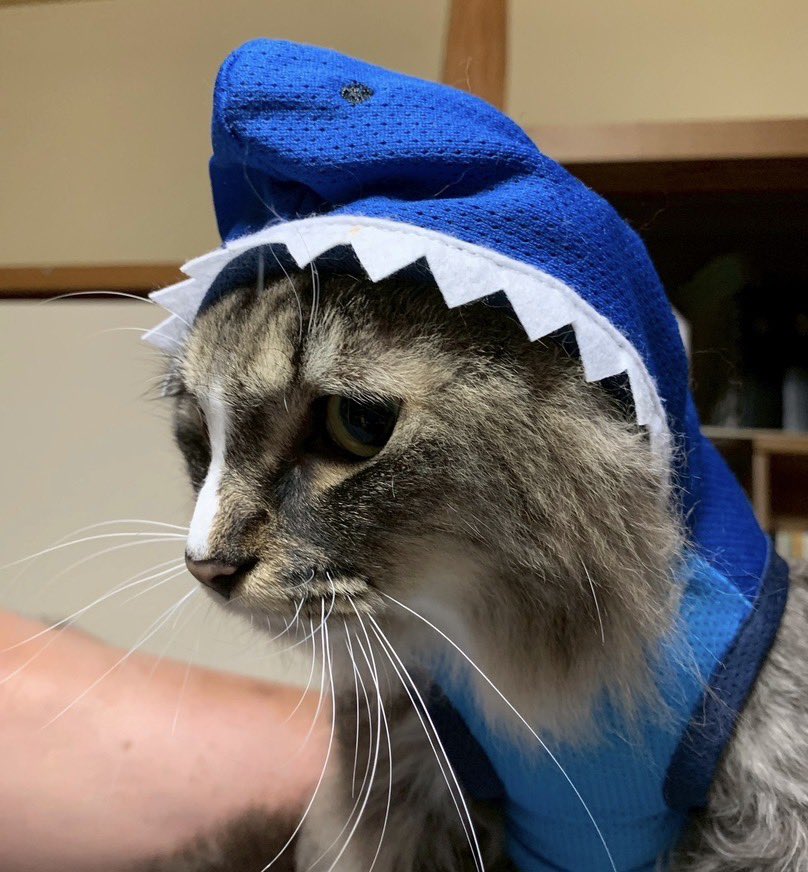 ヒトカゲ tweet media