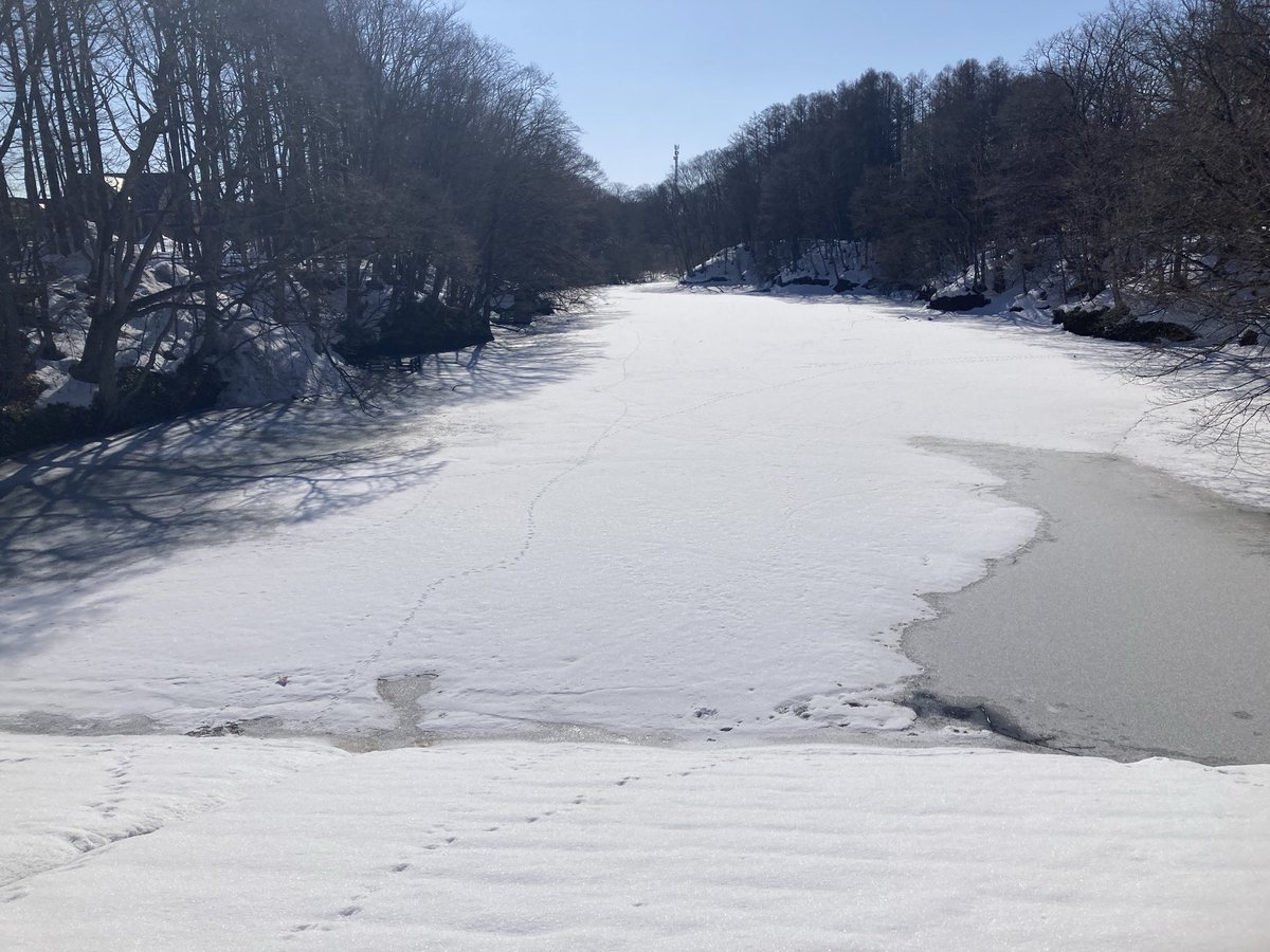 今年は雪解けが早く、すでに4月のような景色に😳‼️池も溶け始めてます🤗