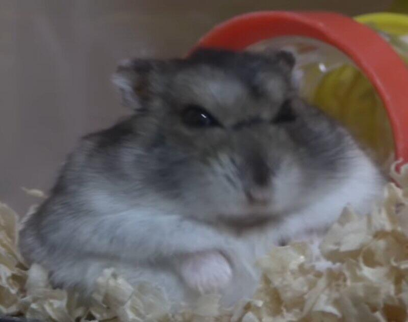 RoyCartoons🐊 tweet media