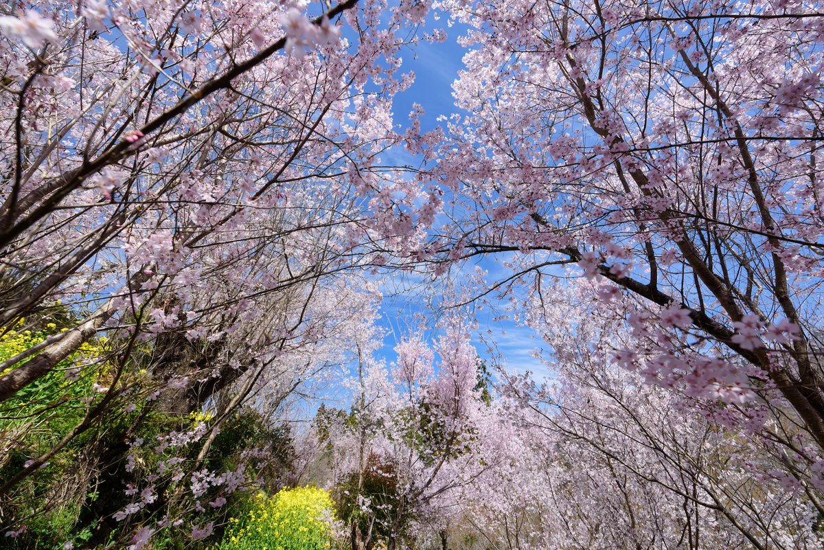 nakayamaraiden's tweet image. とりあえず福島で撮影した四季の写真を置いておきます #3月11日 #D810 不動滝の写真は #D7100 #私とニコンで見た世界