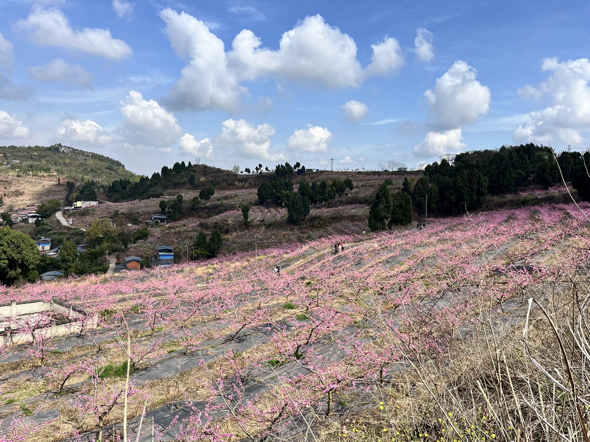 frf0frfFJH's tweet photo. 龙泉山的桃花开了 https://t.co/rrrGlb3qwg