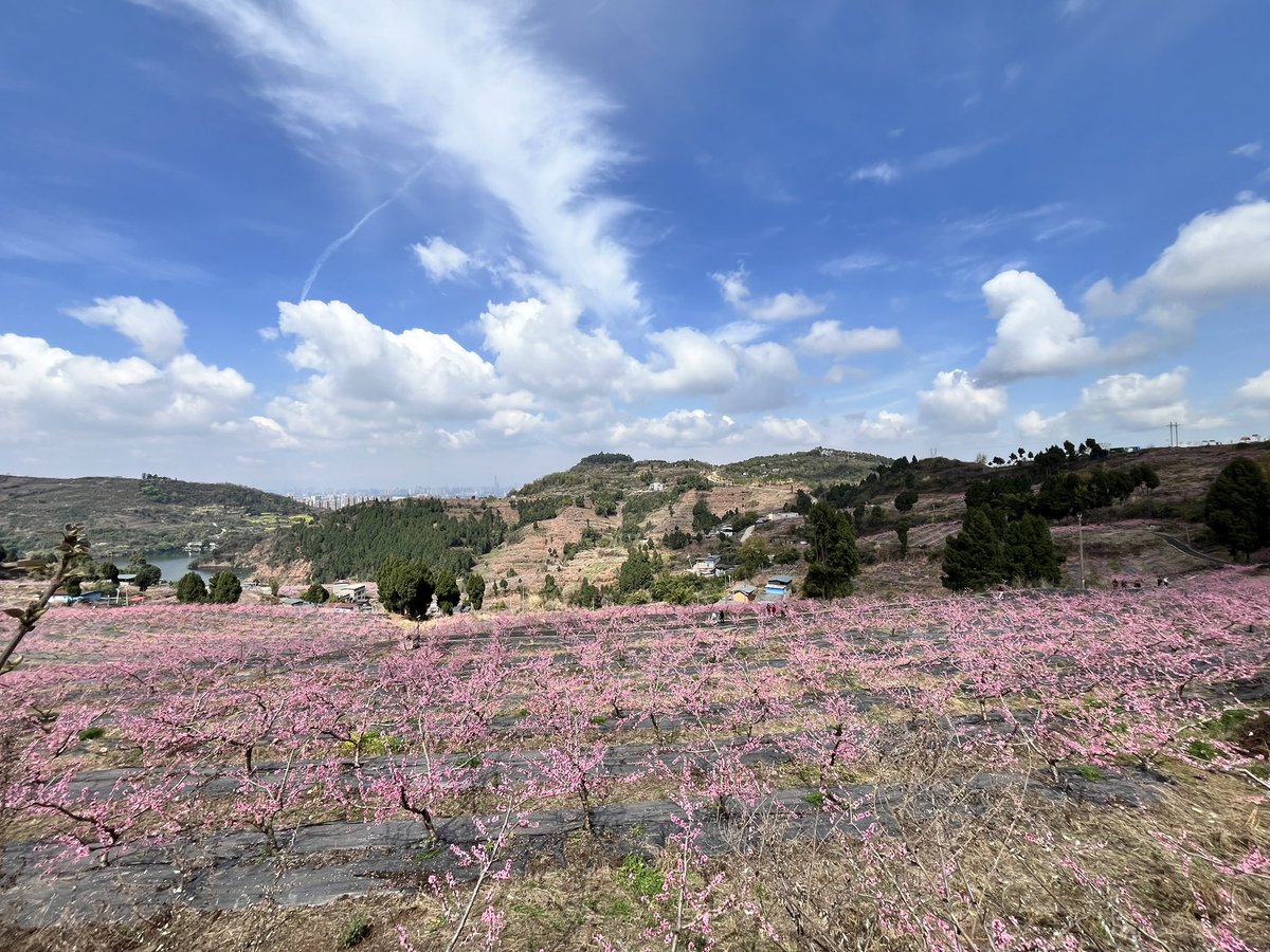 frf0frfFJH's tweet photo. 龙泉山的桃花开了 https://t.co/rrrGlb3qwg