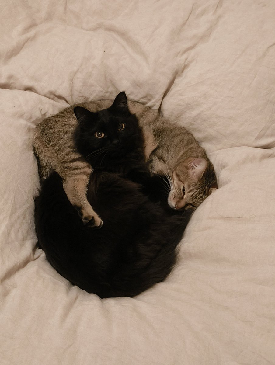 おいたん tweet media