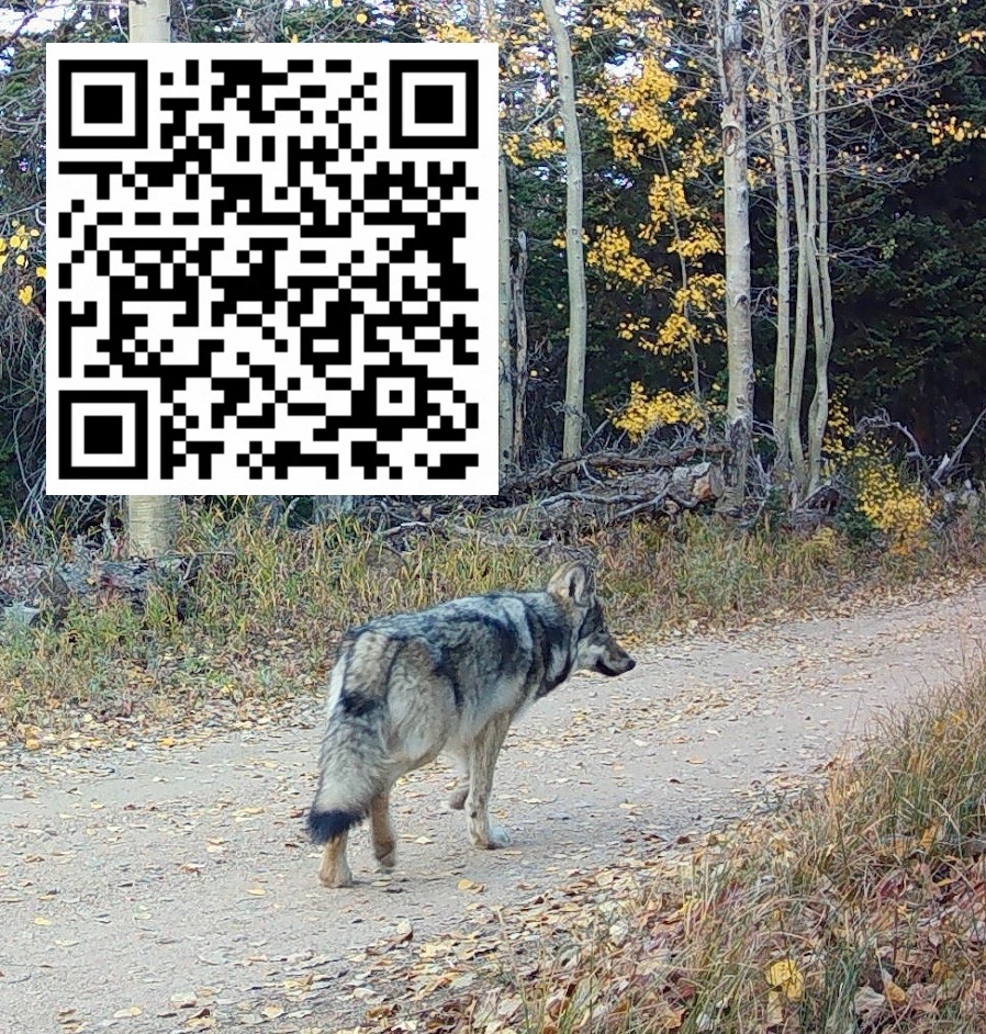 CO Wolf & Wildlife tweet media