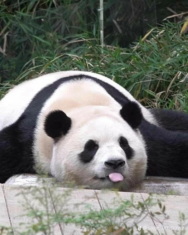 🚨: Pandas are now officially no longer endangered