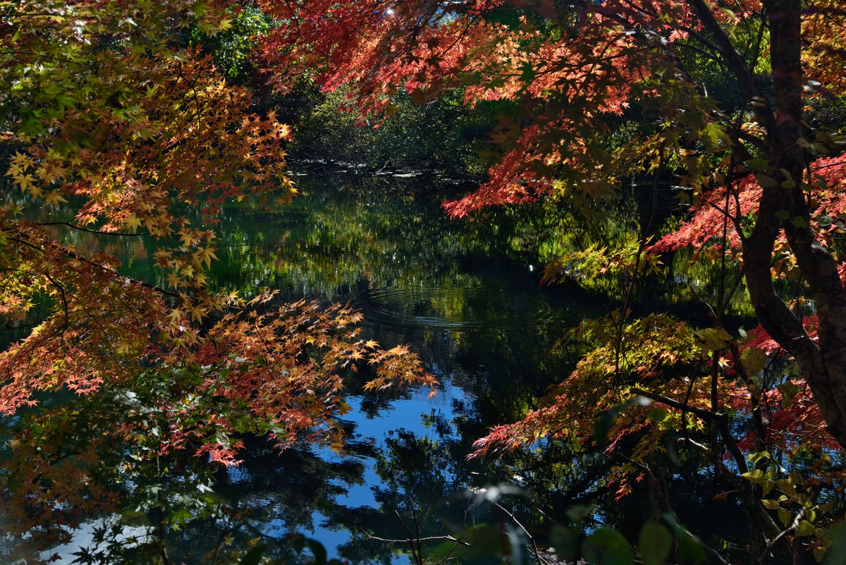 nakayamaraiden's tweet image. とりあえず福島で撮影した四季の写真を置いておきます #3月11日 #D810 不動滝の写真は #D7100 #私とニコンで見た世界