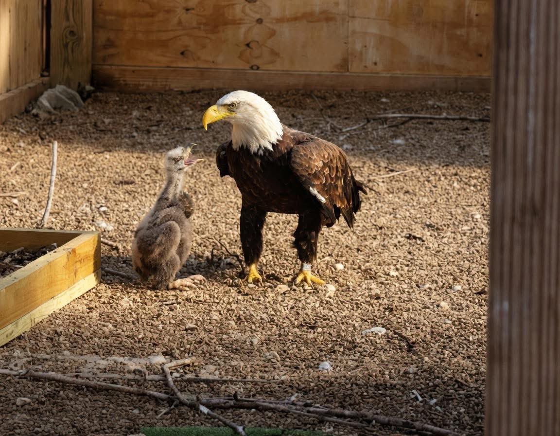 DK🇺🇸🦅🇺🇸 tweet media