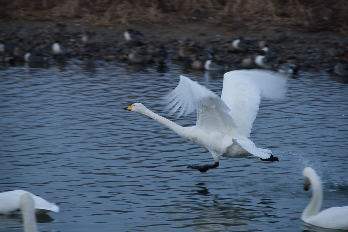 nakayamaraiden's tweet image. とりあえず福島で撮影した四季の写真を置いておきます #3月11日 #D810 不動滝の写真は #D7100 #私とニコンで見た世界