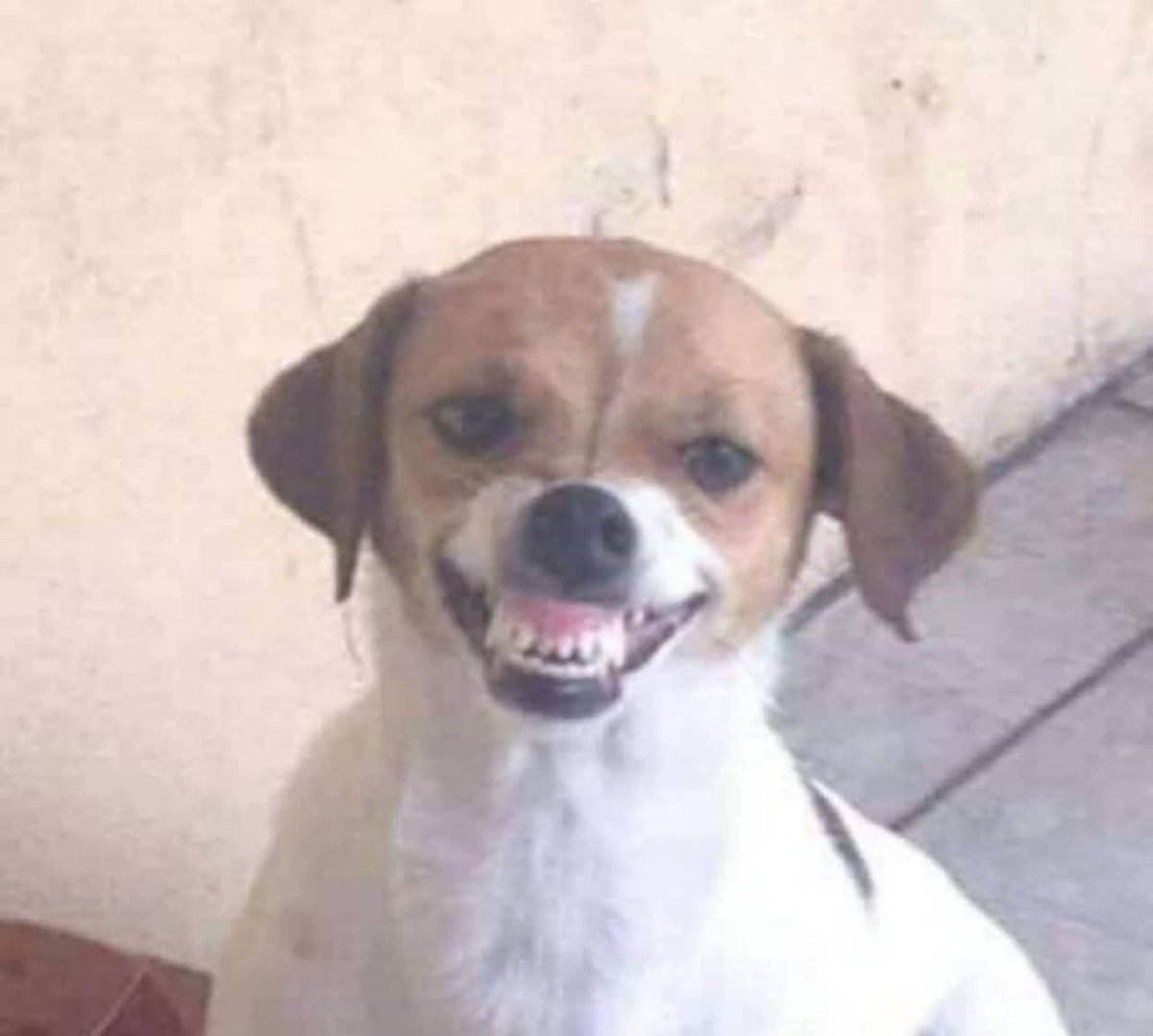 Pako The Kid tweet media