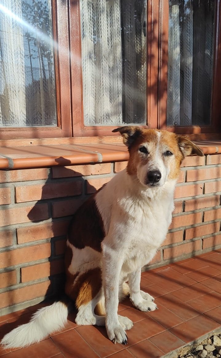 Te fuiste repentinamente rumbo al arco iris hoy al mediodía, pero TUS 15 AÑOS EN FAMILIA SE QUEDARÁN EN MI POR LA ETERNIDAD... GRACIAS POR TANTO AMOR, CANELA QUERIDA, MI VIEJI HERMOSA E INFINITA!!!🐶😢🌈♾️🙏🕯️🌟❤️ #Canela #QEPD #InMemoriam #AdoptaNoCompres