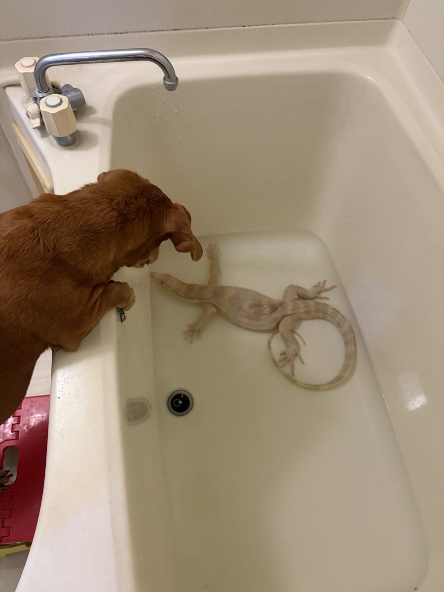 爬虫類買取り。爬虫類買い取ります。天 tweet media