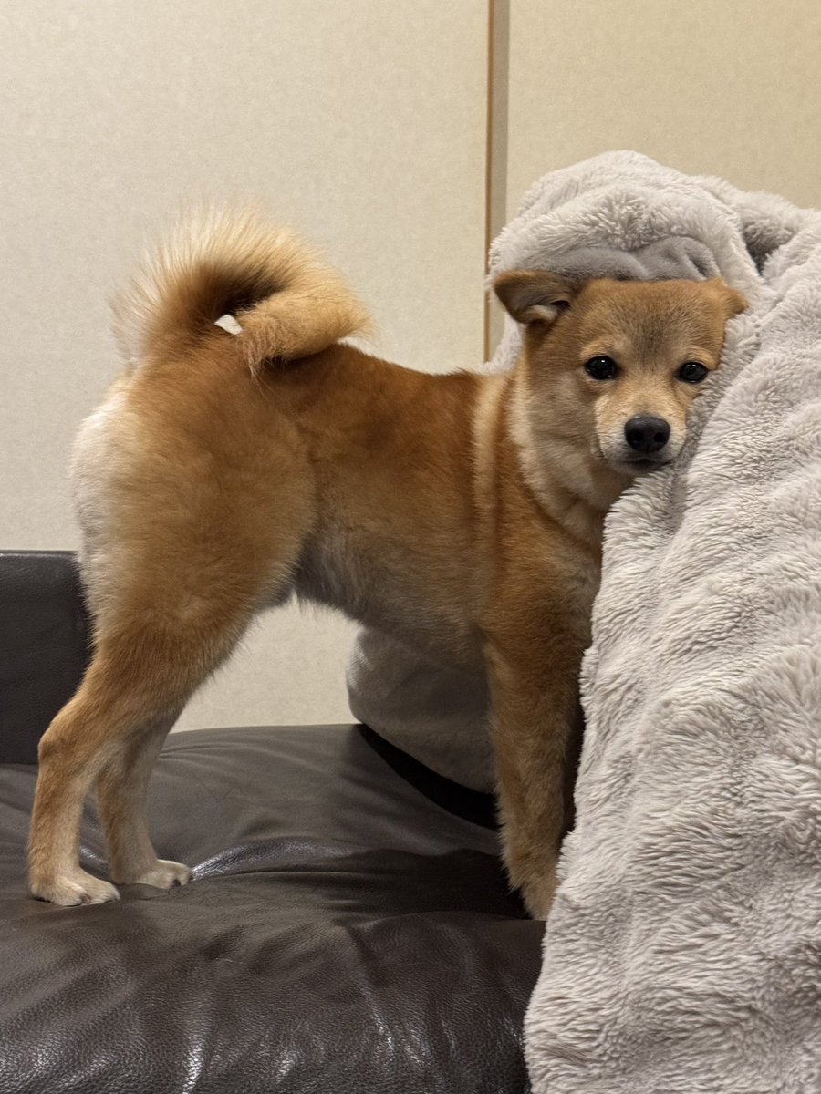 トンボ tweet media