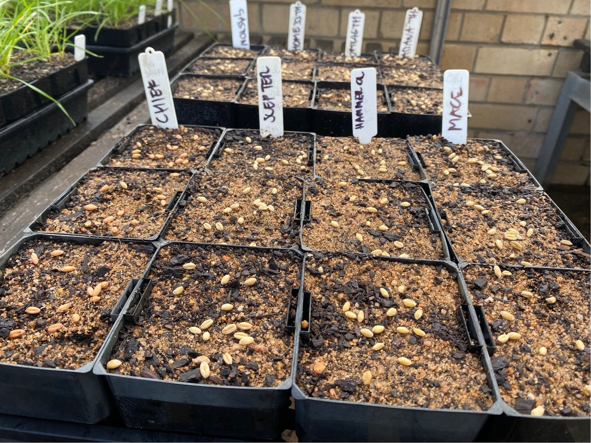 Herbicide resistance lab at UWA tweet media