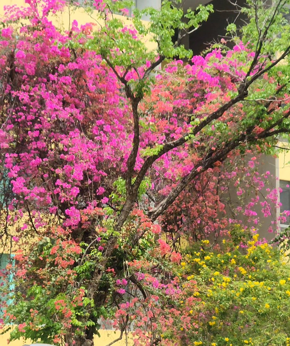 🍂 – rewilding tweet media