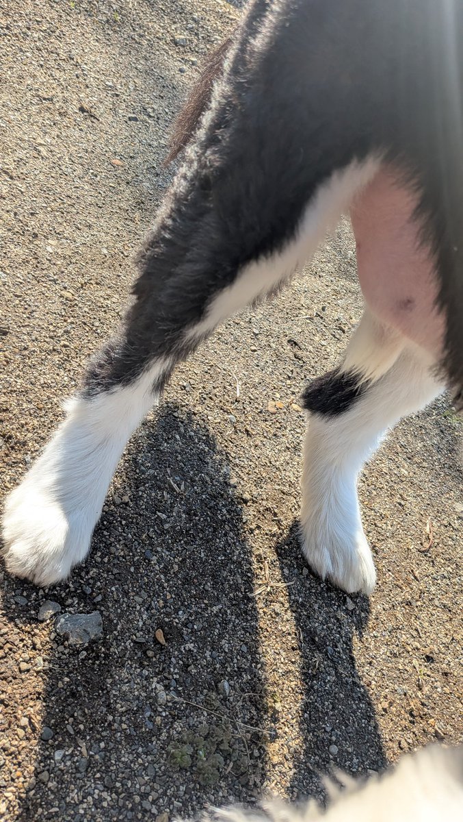 #迷子犬　#迷い犬
#東大和市
東大和市の二つ池公園で出会った白黒の男の子。凄く大人しいけど、特に懐っこいと言う訳でもない。首輪無し。腹を空かして居るようなので、そうざいパンの中身をなめ取った上で生地だけを上げた。年は結構行ってそうだけど。捨てられたのか、逃げたのか…ご家族に伝われ！