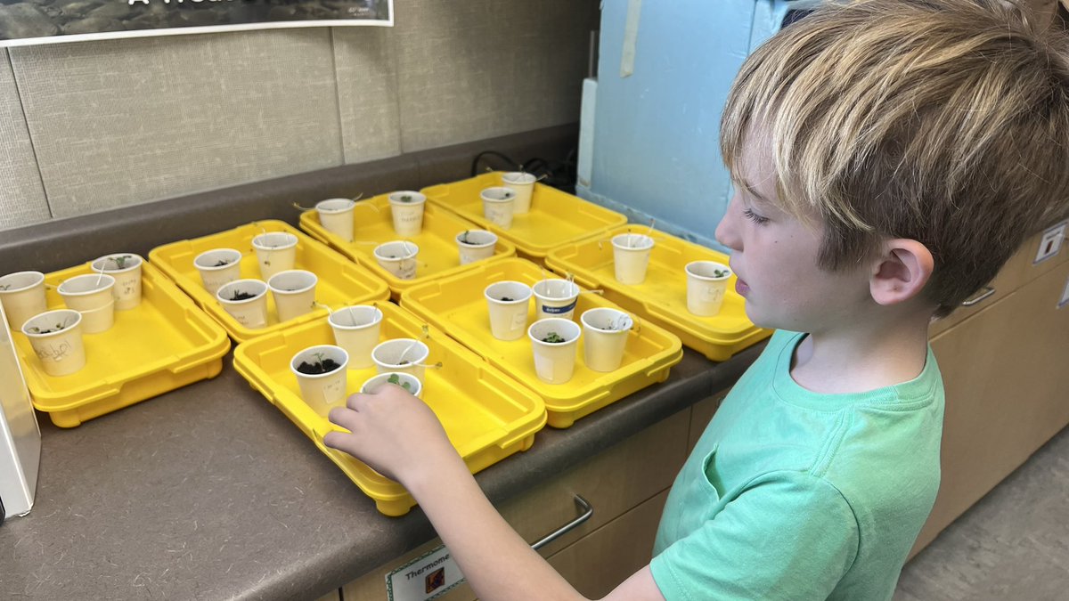 HVEHuskies's tweet photo. Week 2 Second grade scientists are observing rate of growth from the radish seeds planted with sun ☀️ and those in the dark #hvehuskies #lafsdk8 #lpie https://t.co/VeMkysqZGU