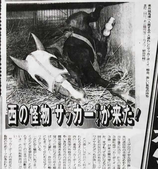 馬房で暴(?)れるルーティンは父の遺伝だよね。サッカーボーイも馬房に来ると激しく寝返りを打った…。 