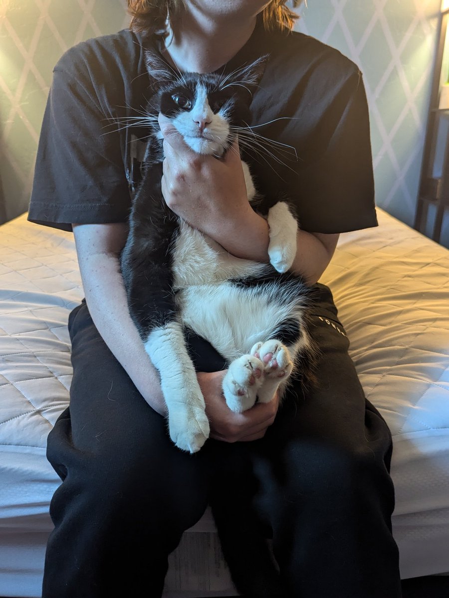 realendering's tweet photo. I don't know how many people will see this or care but my handsome man passed away suddenly I don't think I'll ever be able to fill the void he left but I'll always cherish the memories of him until the day I die. he was the silliest sweetest cat ever. I love you fimp forever https://t.co/FSwoEPsTdb