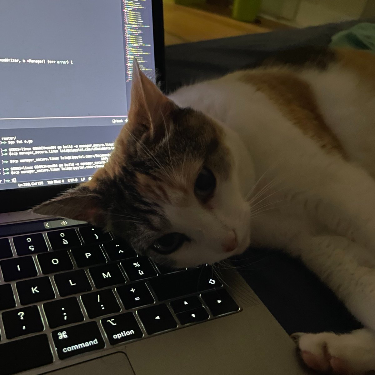 lois_code's tweet photo. 19 yo. covid lockdown.

Building a social network from my bed. no AI. 
Just stackoverflow threads, reddit answers from internet ghosts, and a cat who sat on my keyboard offering zero help

Now I ship the same thing in 5 days with claude 
The suffering was the curriculum all along