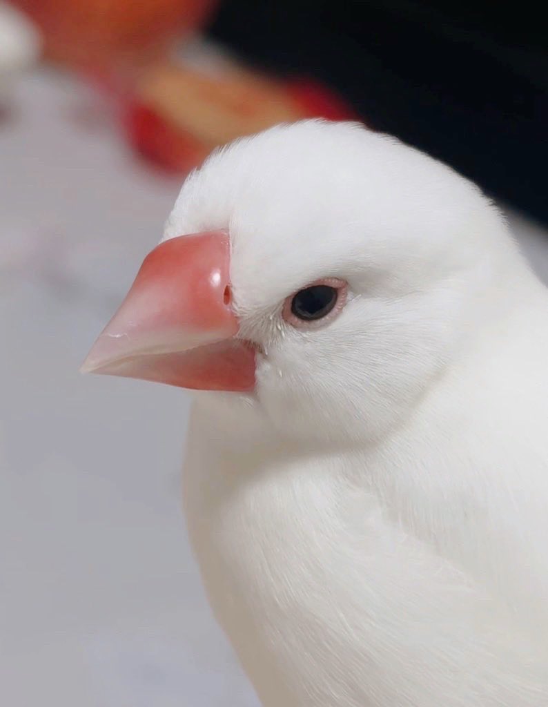 sui__0x0's tweet photo. 本日14時頃、文鳥が不注意で外に逃げてしまいました……
あまり飛べない子なのでまだ近くにいると思います。大阪府豊中市です。

もし、見かけた方や保護してくださった方がいらっしゃいましたら、連絡お願いいたします。どうか見つかりますように、
#迷子鳥 https://t.co/6BQ4n76fna