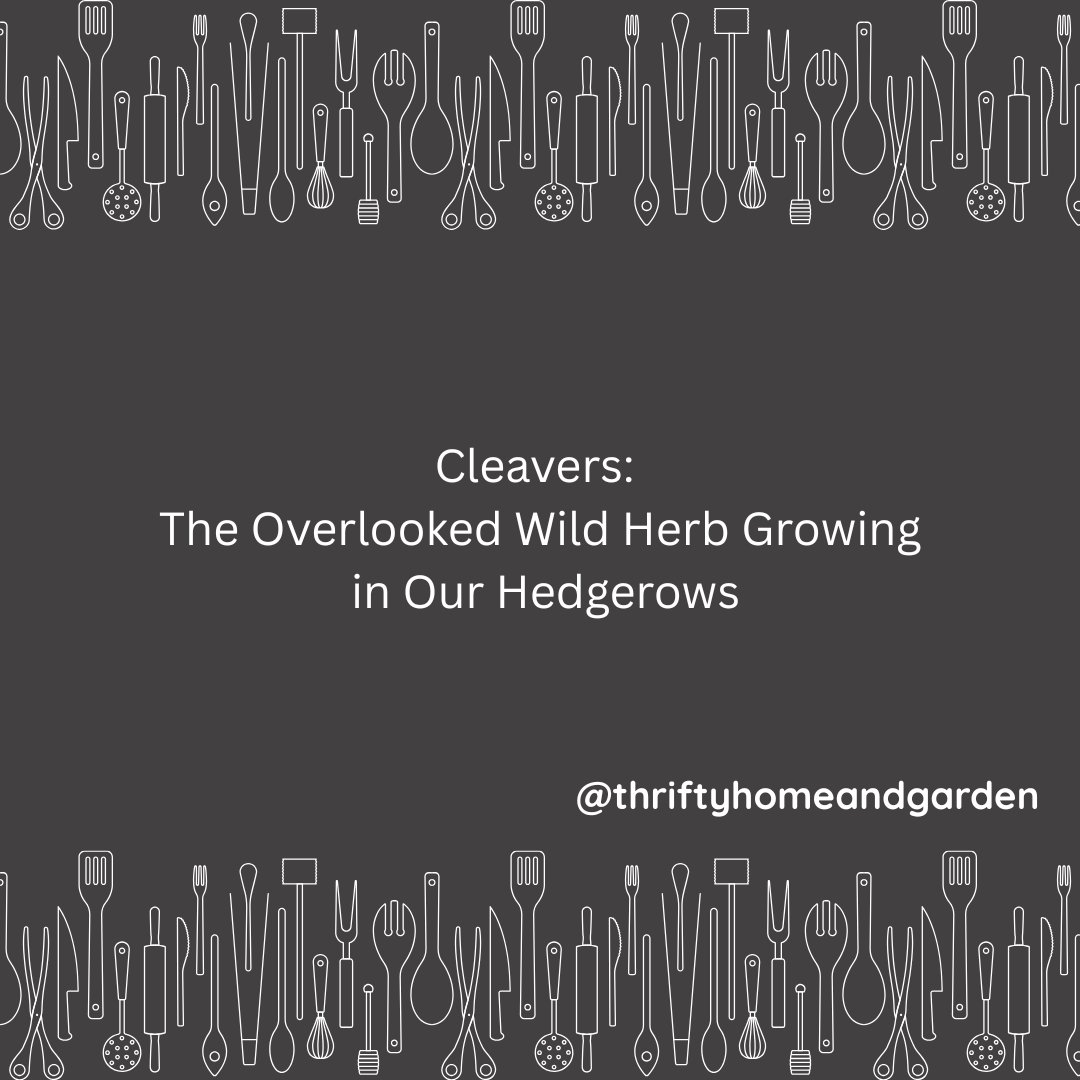thriftyhomegrdn's tweet photo. Next time you walk through a hedgerow and a plant clings to your sleeve, take a closer look.
Hereโs how to identify, forage and use it.
๐https://t.co/xH2oG9E9zN
#Cleavers #ForagingBritain #WildEdibles #HedgerowForaging #WildFoodMovement #SeasonalFood #PlantKnowledge https://t.co/JQ27Ppaa2P