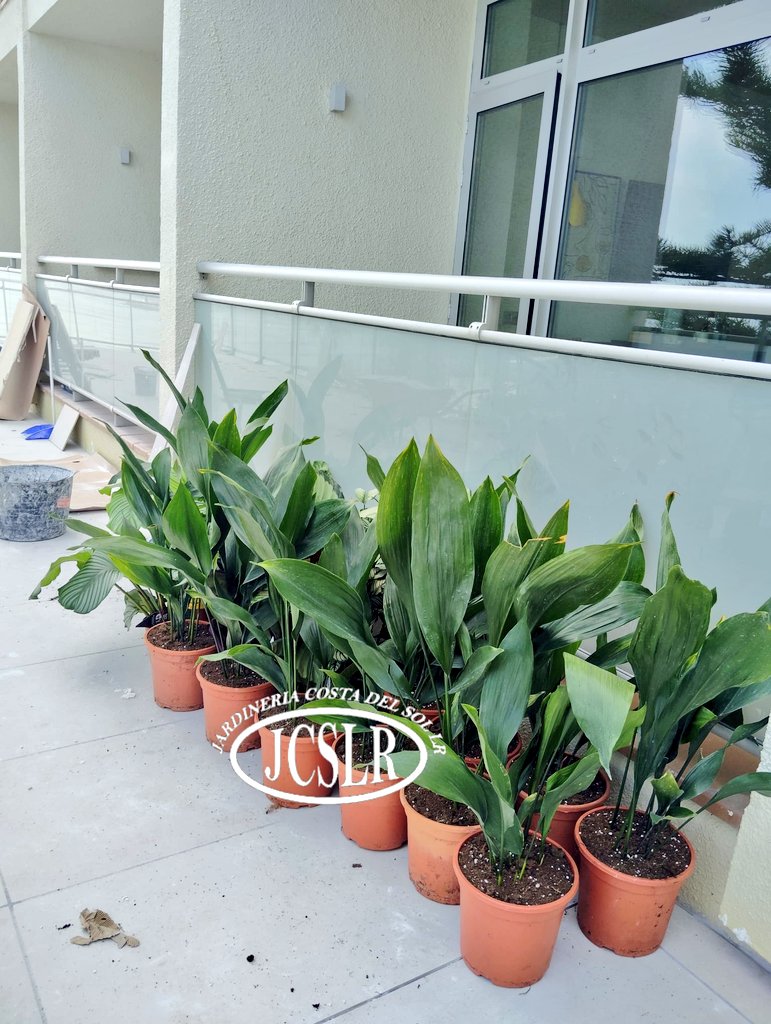 Añadimos nuevas especies a jardineras y maceteros para renovar la imagen de las diferentes estancias.
We add new species to planters and pots to revamp the look of the different rooms. #jardín #jardineriacostadelsol #garden