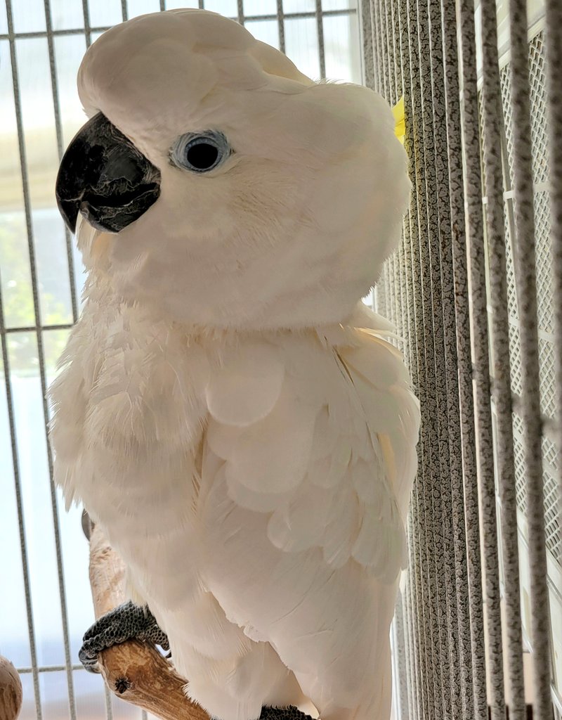 おぱーりん🎵 tweet media