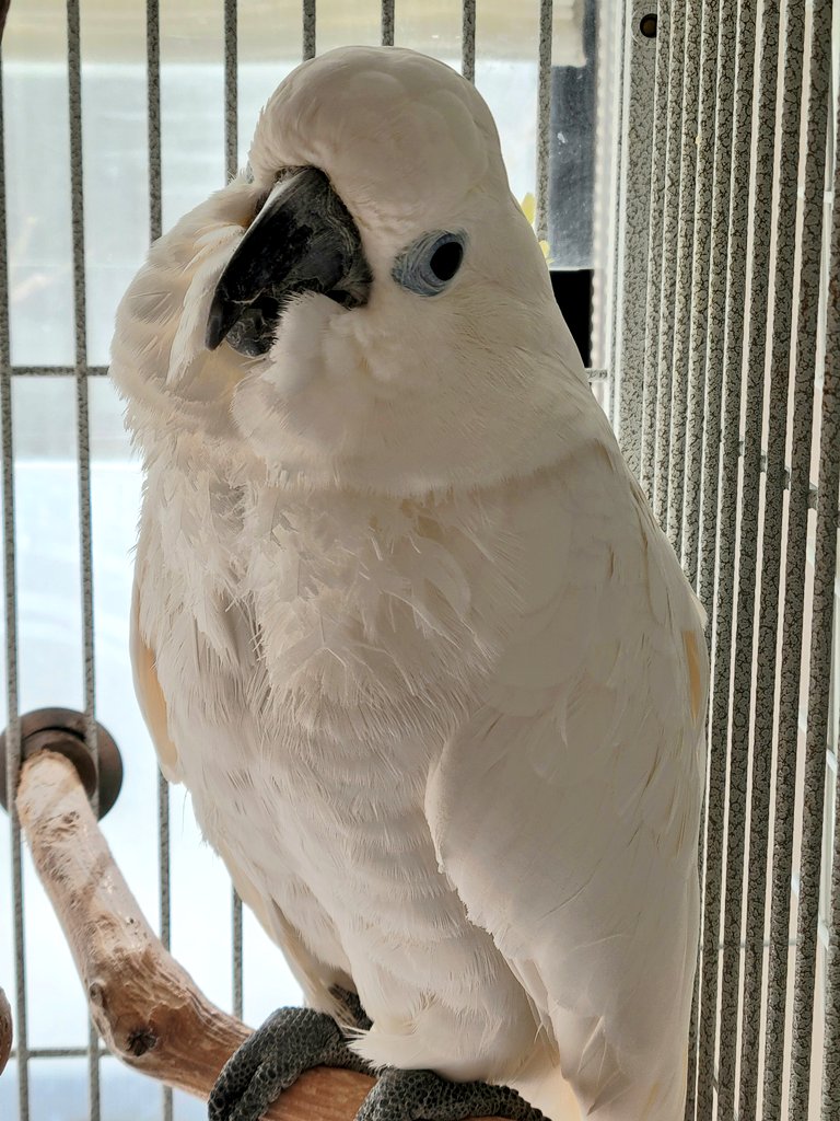 おぱーりん🎵 tweet media