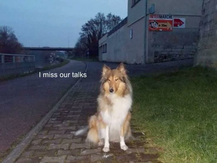 caninepoetry tweet media