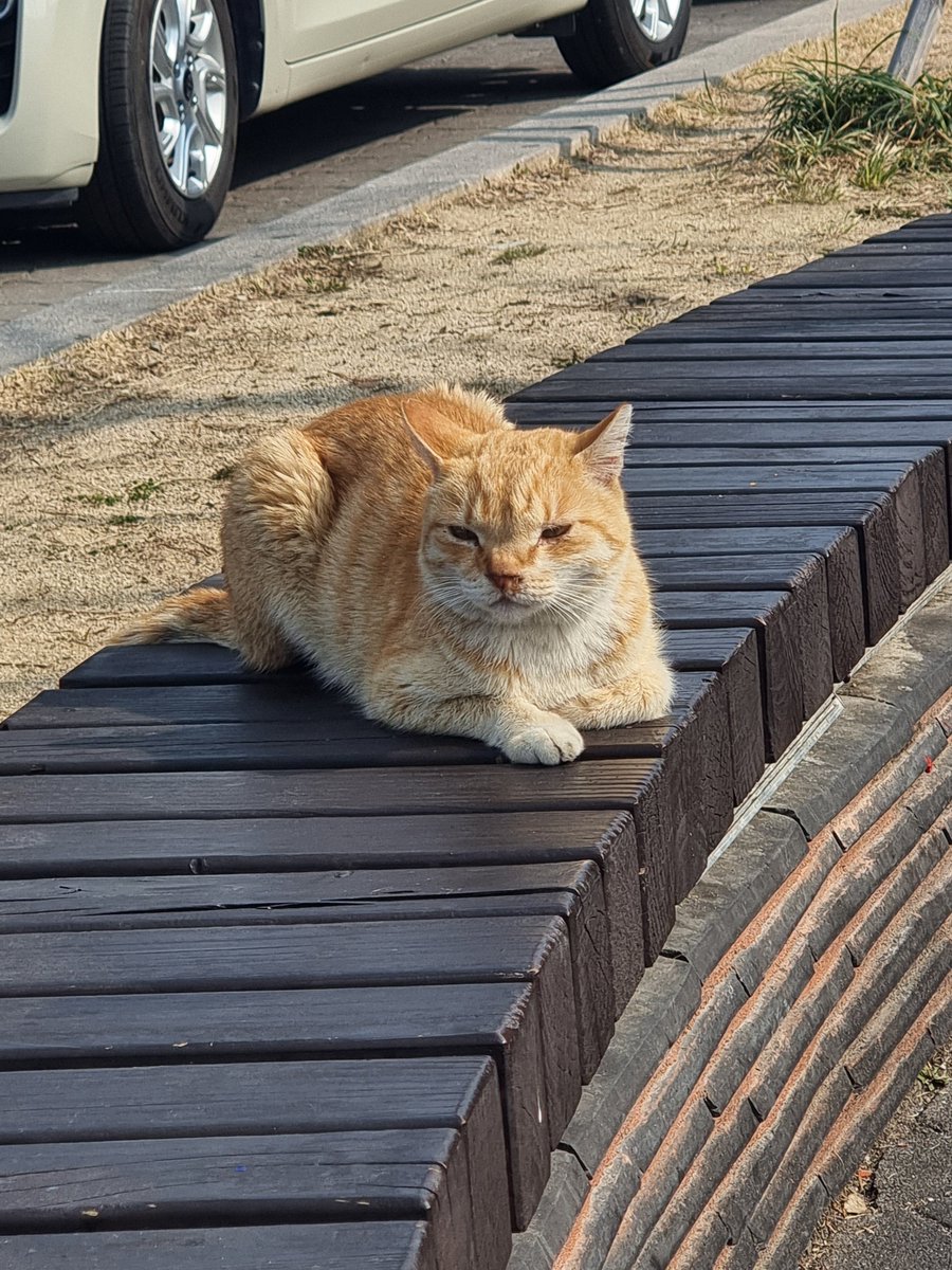 호타루밖에모르는 tweet media