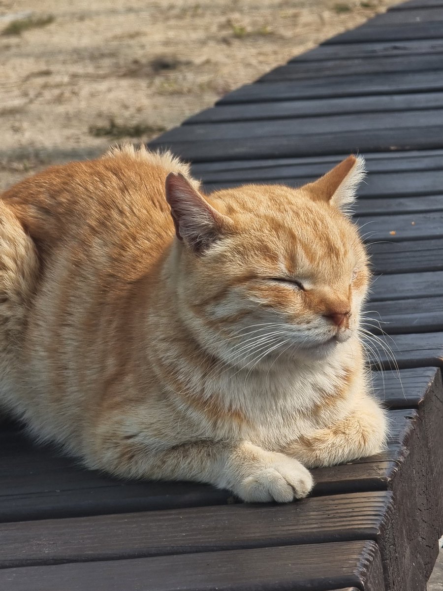 호타루밖에모르는 tweet media