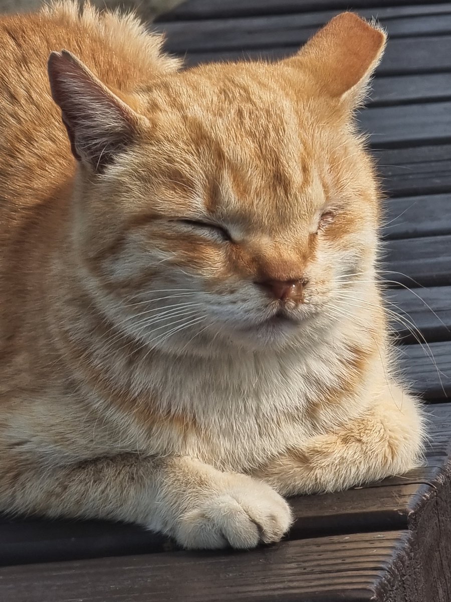 호타루밖에모르는 tweet media