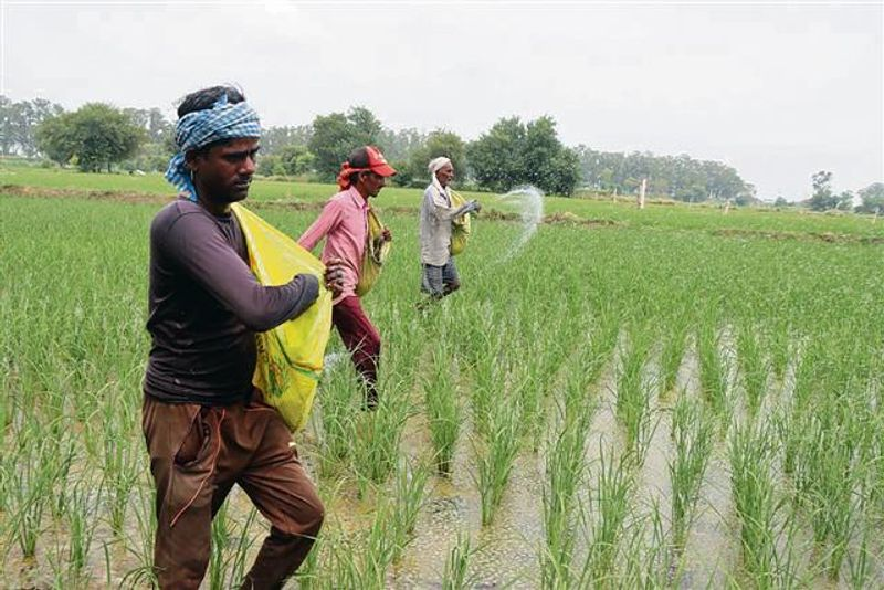 भारत सरकार ने प्राकृतिक गैस (आपूर्ति विनियमन) आदेश, 2026 जारी कर उर्वरक उद्योग को प्राथमिकता क्षेत्र में शामिल किया है। इसके तहत उर्वरक संयंत्रों को पिछले 6 महीनों की औसत गैस खपत का कम से कम 70% प्राकृतिक गैस दी जाएगी, ताकि उर्वरक उत्पादन प्रभावित न हो।

पश्चिम एशिया में तनाव के