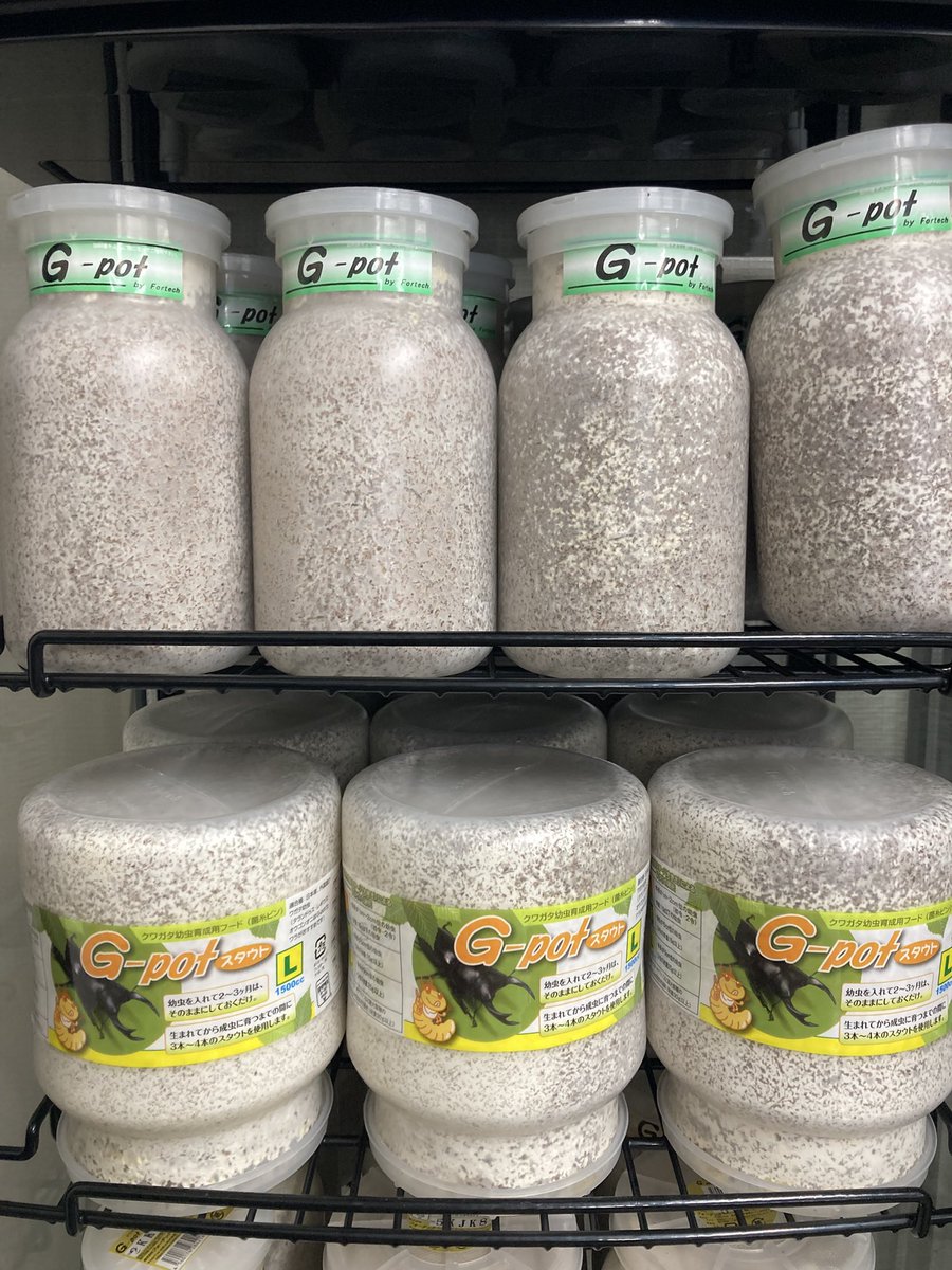 入荷情報@インセクトファミリー tweet media