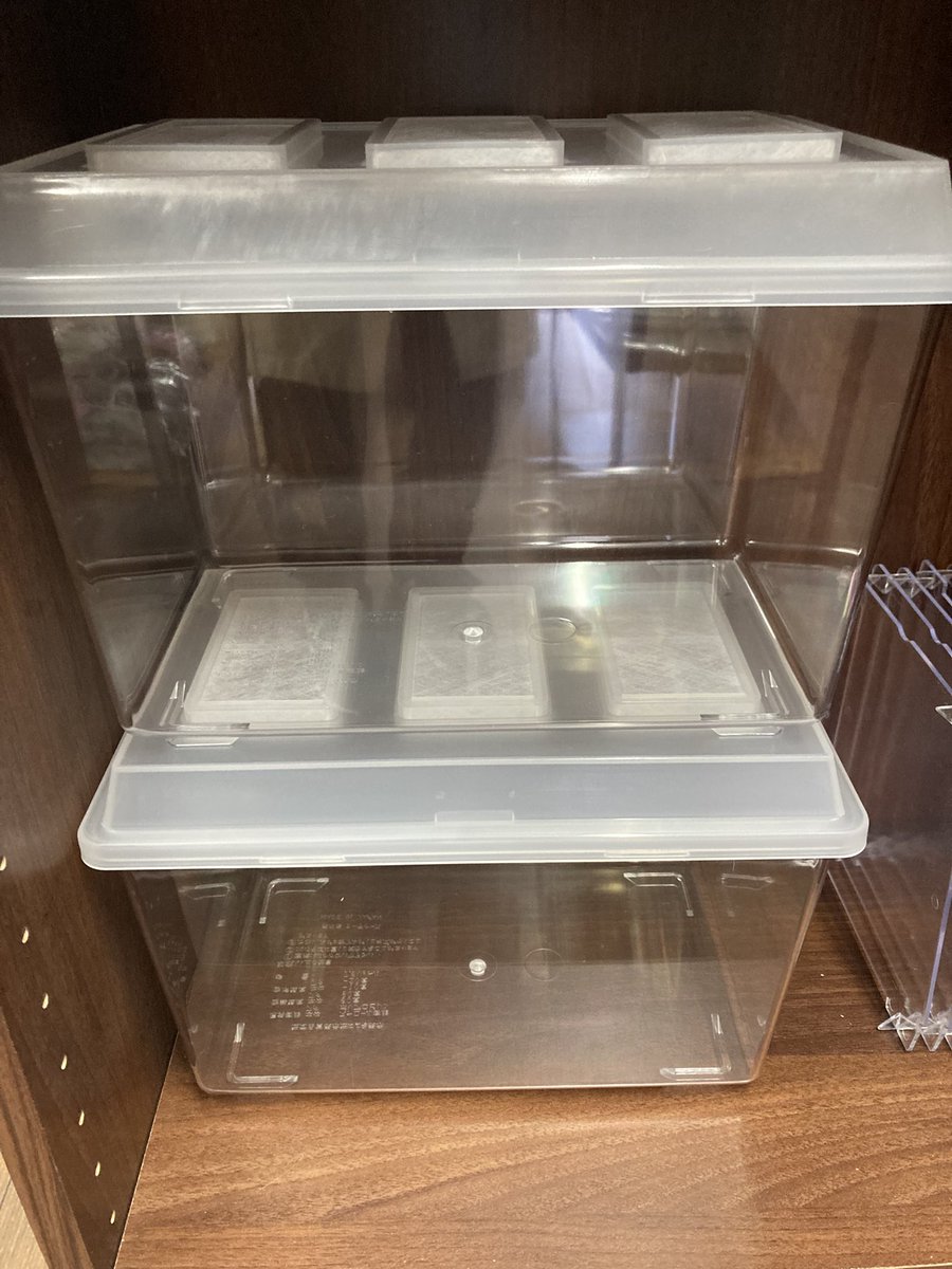 入荷情報@インセクトファミリー tweet media