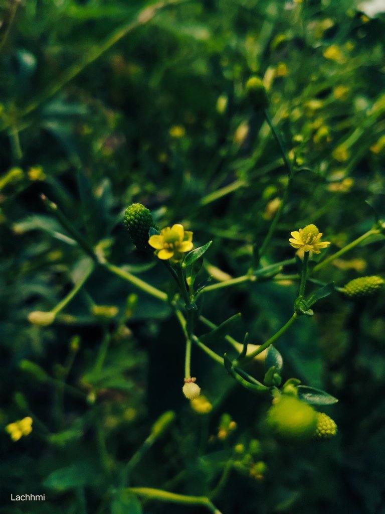 Lachhmi195's tweet photo. #photographyofnature📸 https://t.co/3N3f7vvT44