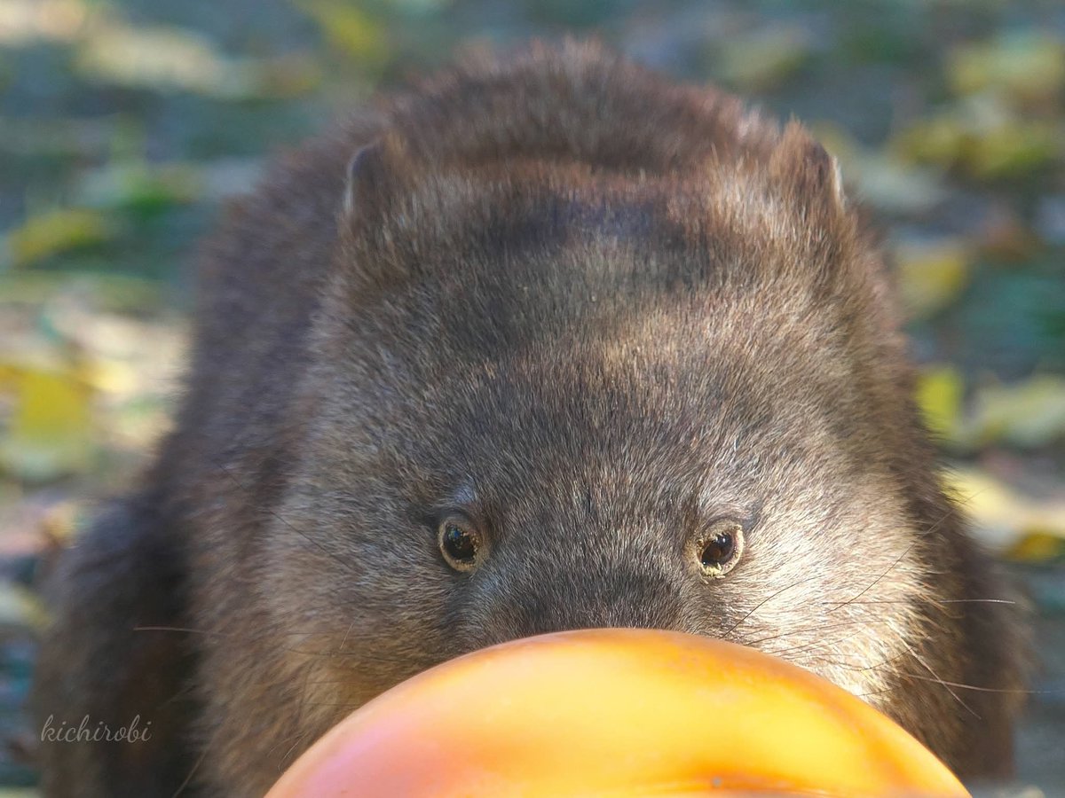 kikichirobin's tweet image. ボール遊びを始めるコウくん

　#コウ　#コウくん　#kou　#ko #コウ君大好き　#ありがとうコウ君　#五月山動物園 　#池田市　#ウォンバット　　#wombat　#wombatlove　 #satsukiyamazoo