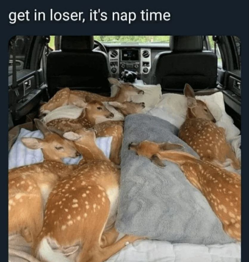 Deer in Places they Shouldn't Be tweet media